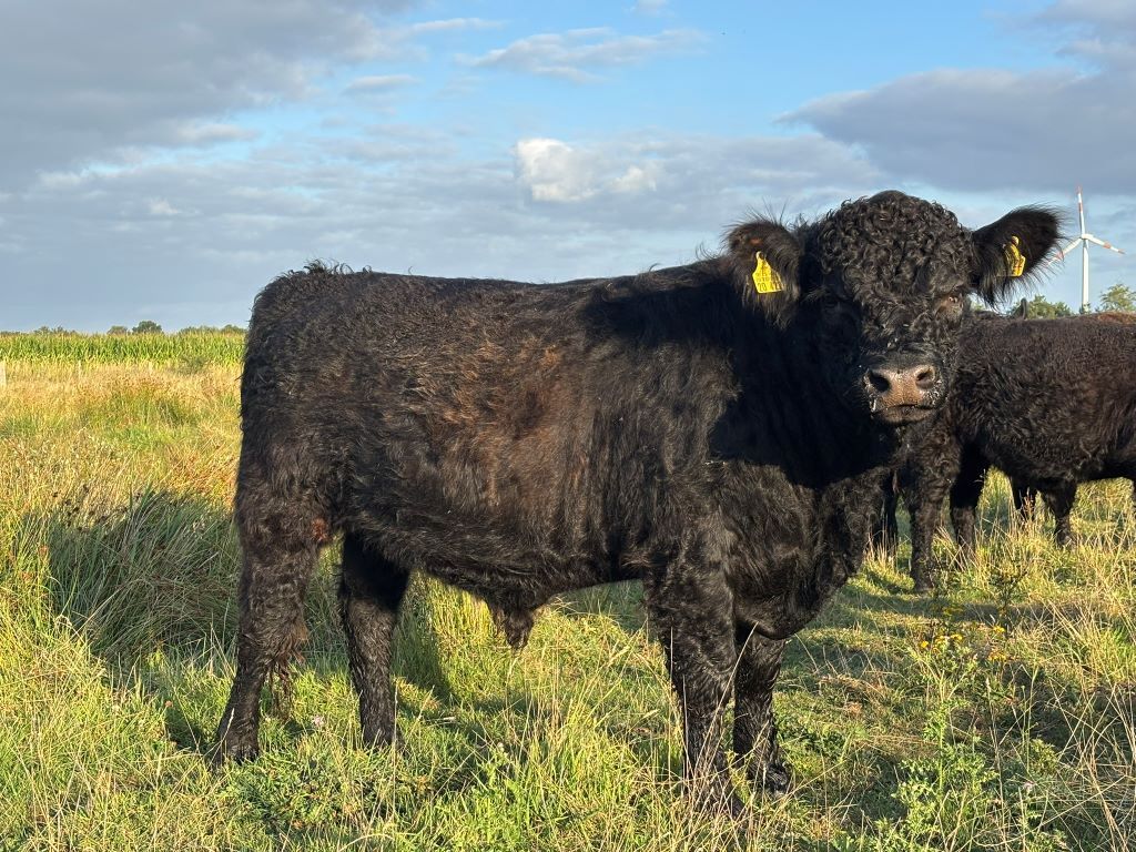 Eine schwarze Kuh steht auf einer grasbewachsenen Wiese unter blauem Himmel; dahinter ist eine weitere Kuh zu sehen.