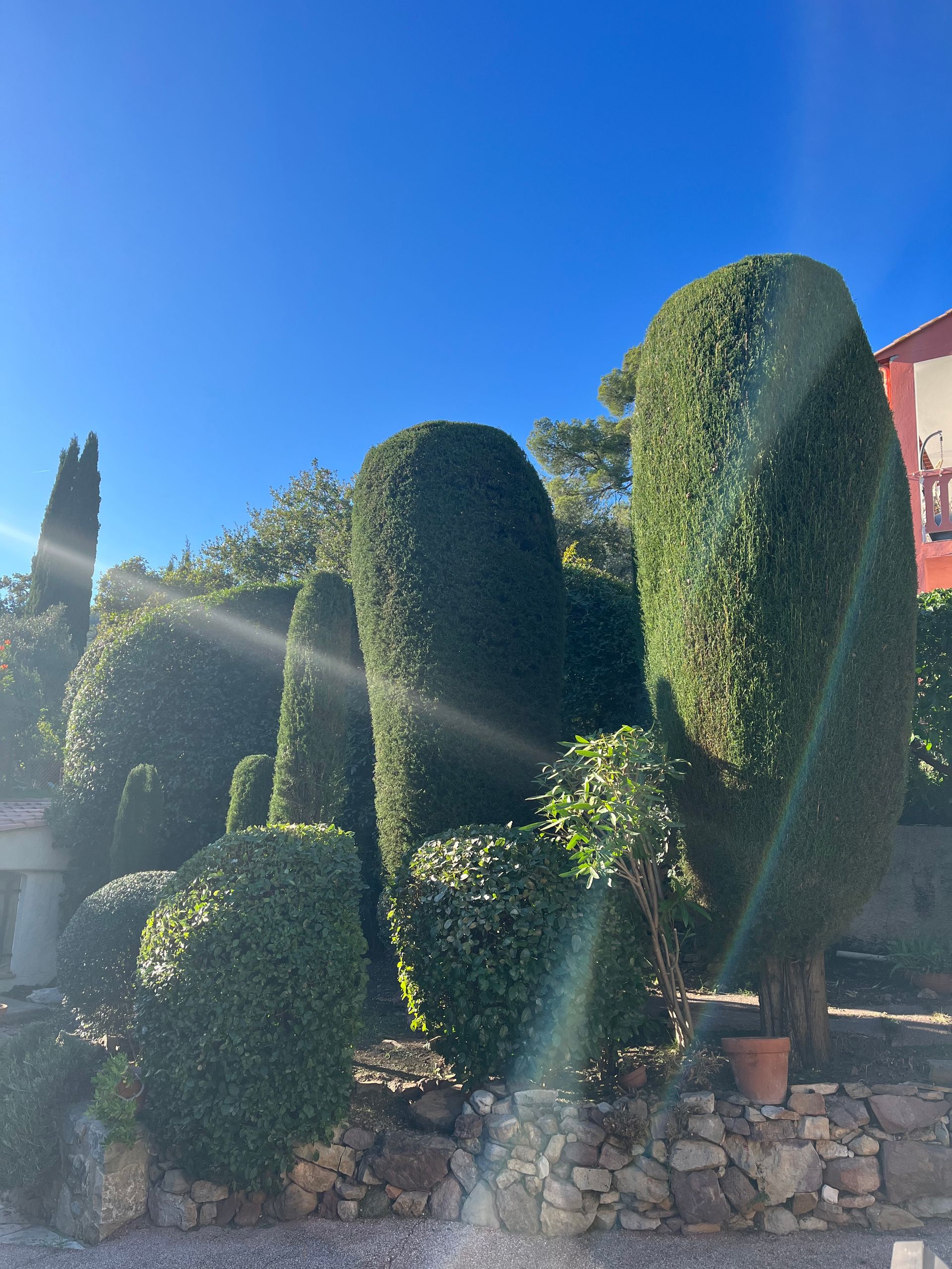 Plusieurs arbustes de forme arrondie