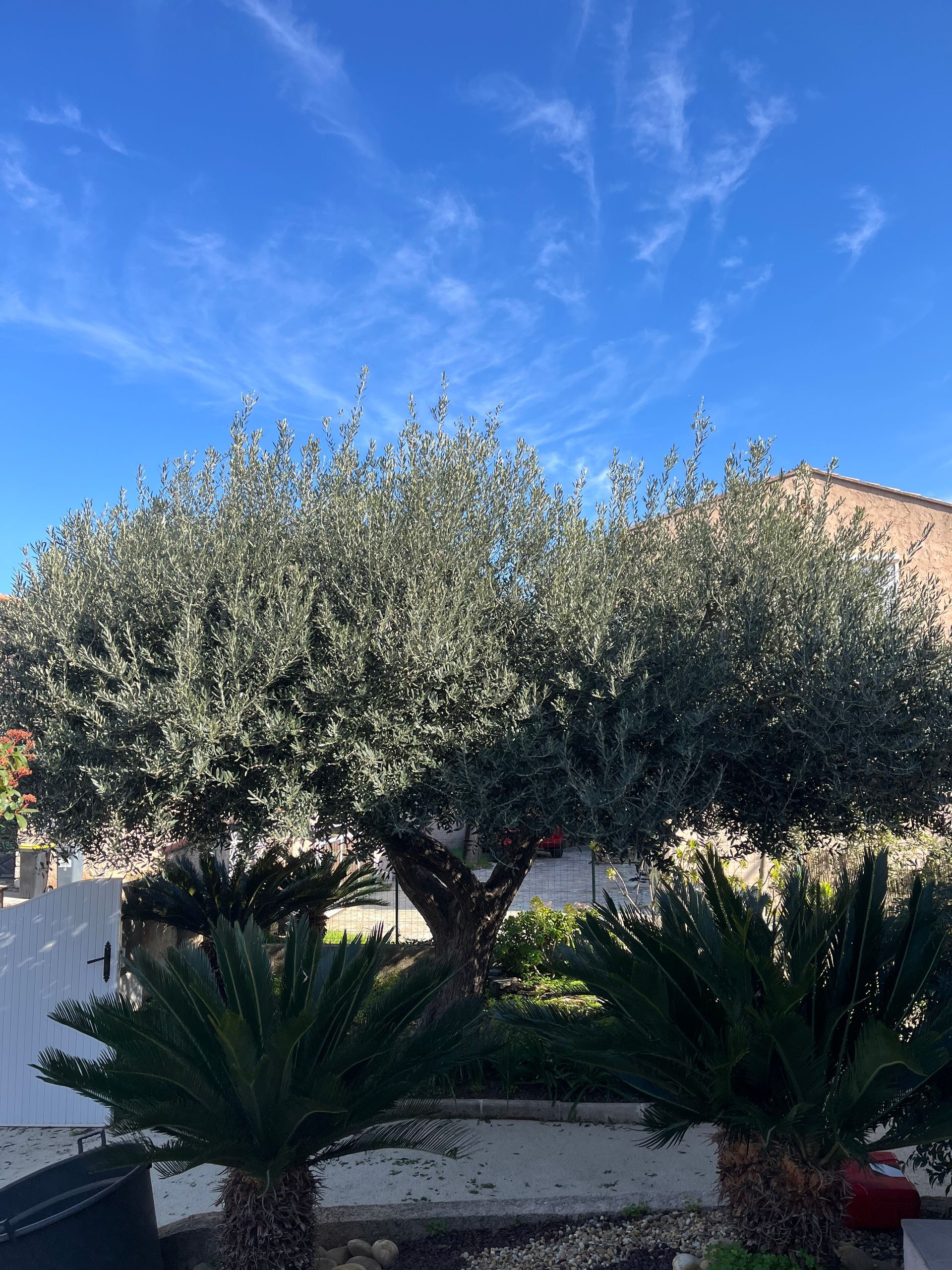 Olivier avant élagage