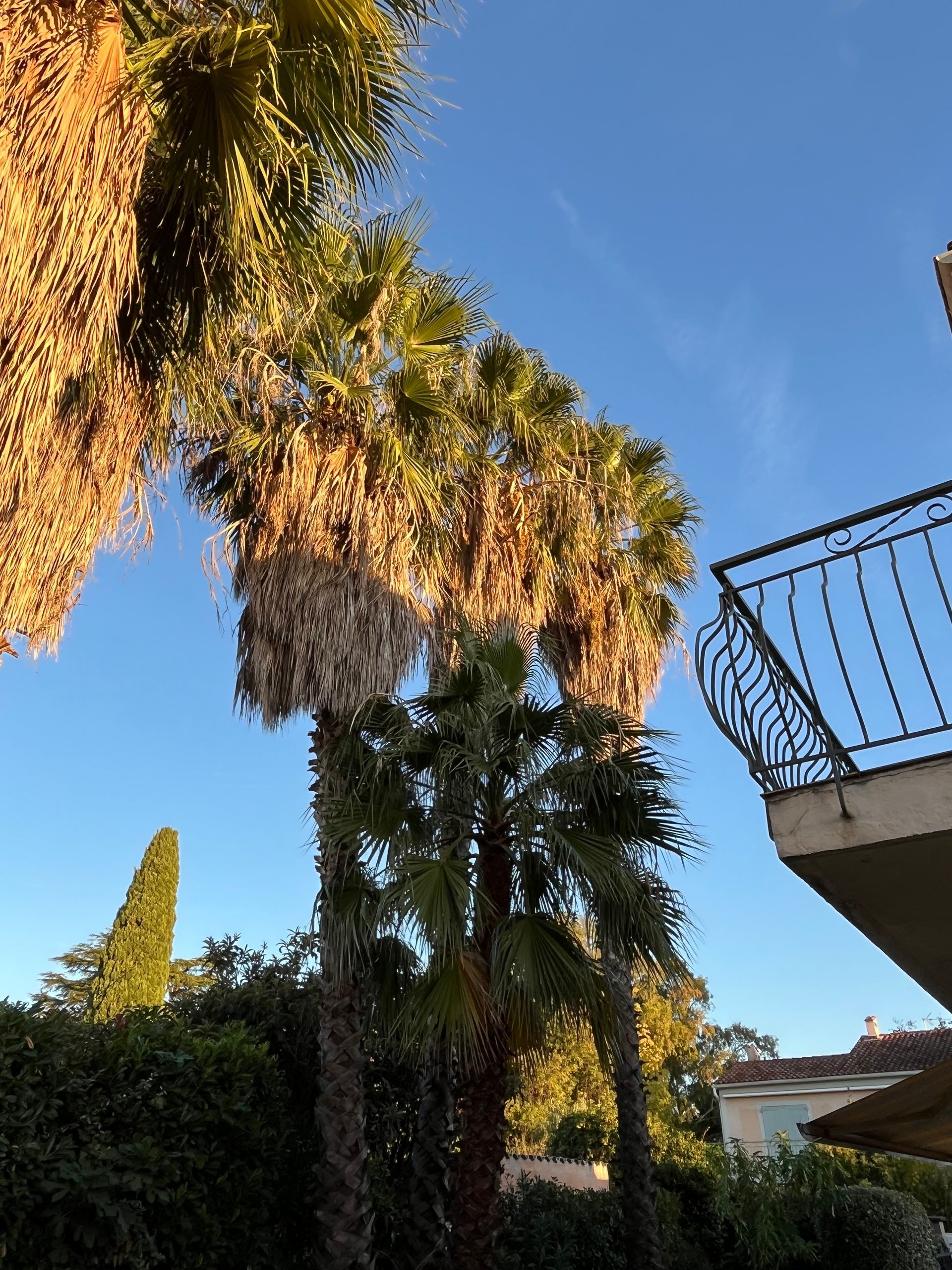 Palmiers dans un jardin
