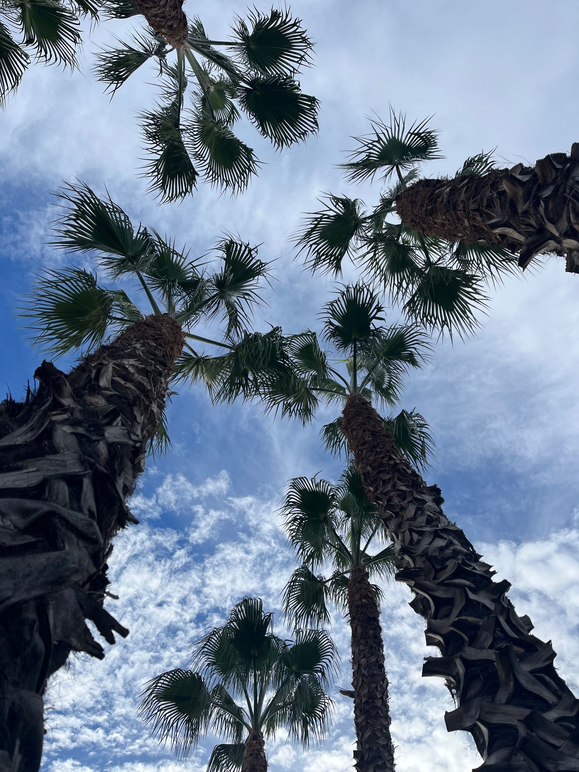 Palmiers vus du bas