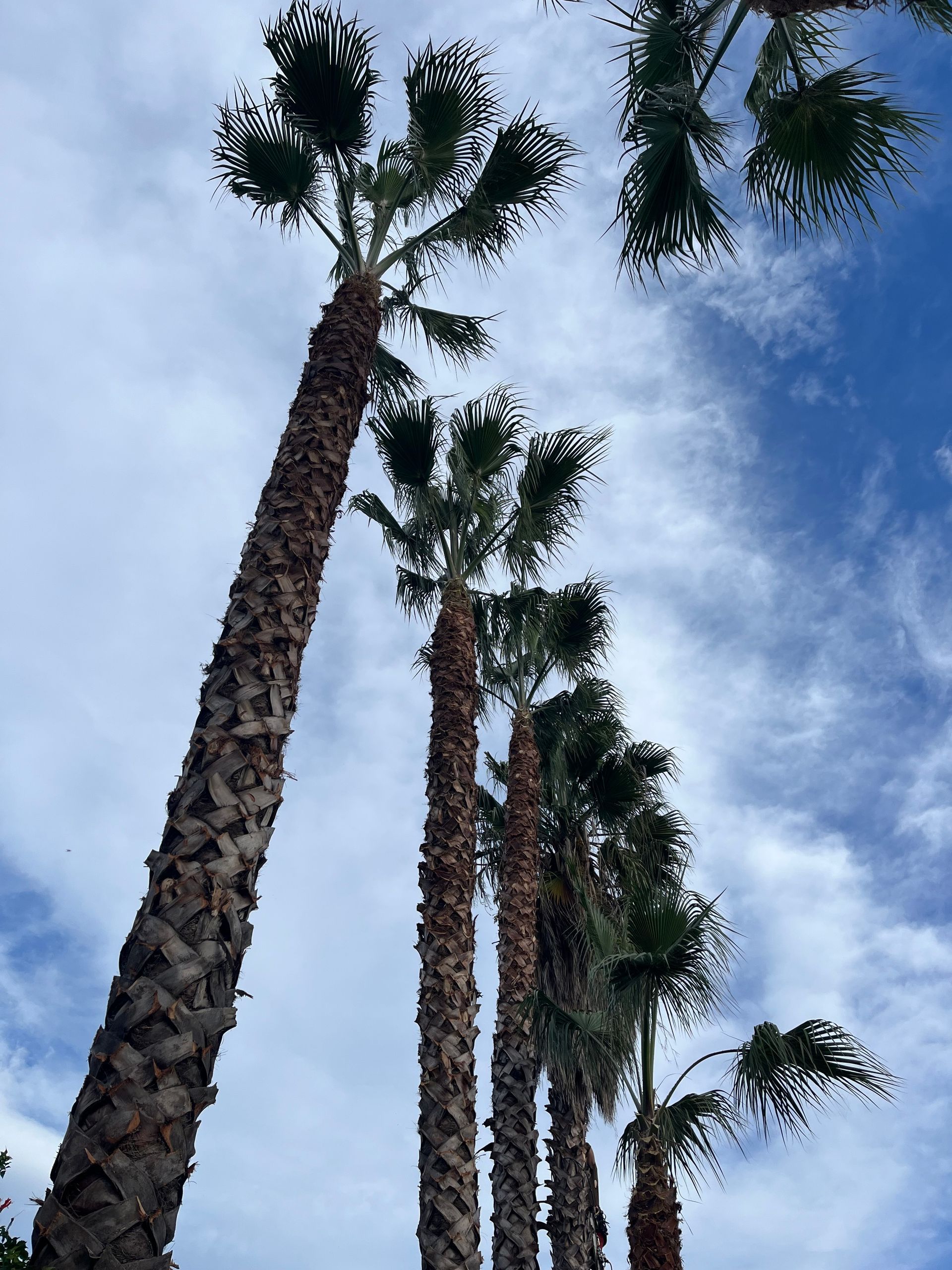 Lignée de palmiers vue d'en bas