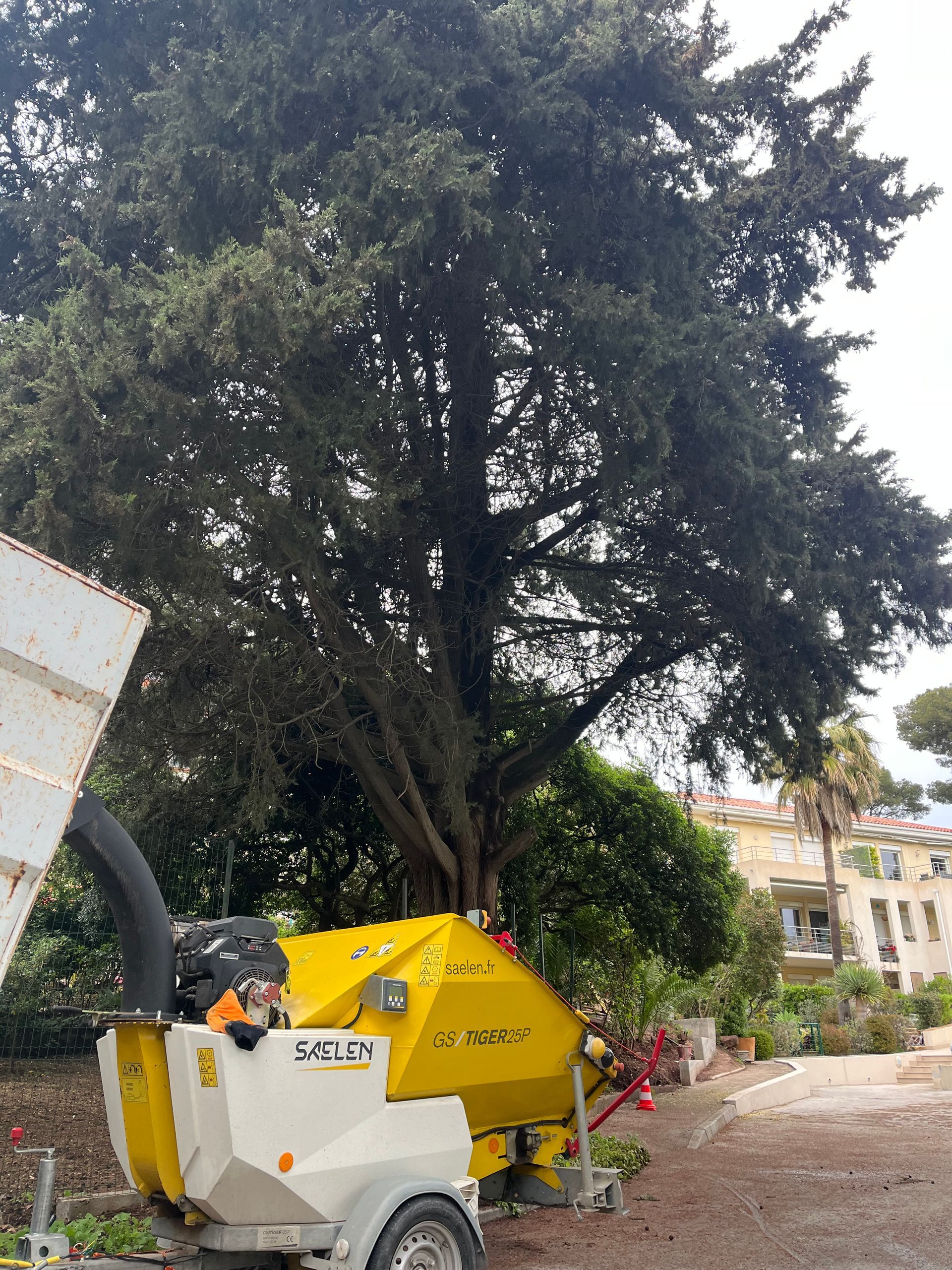 Broyeur de feuille au pied d'un résineux