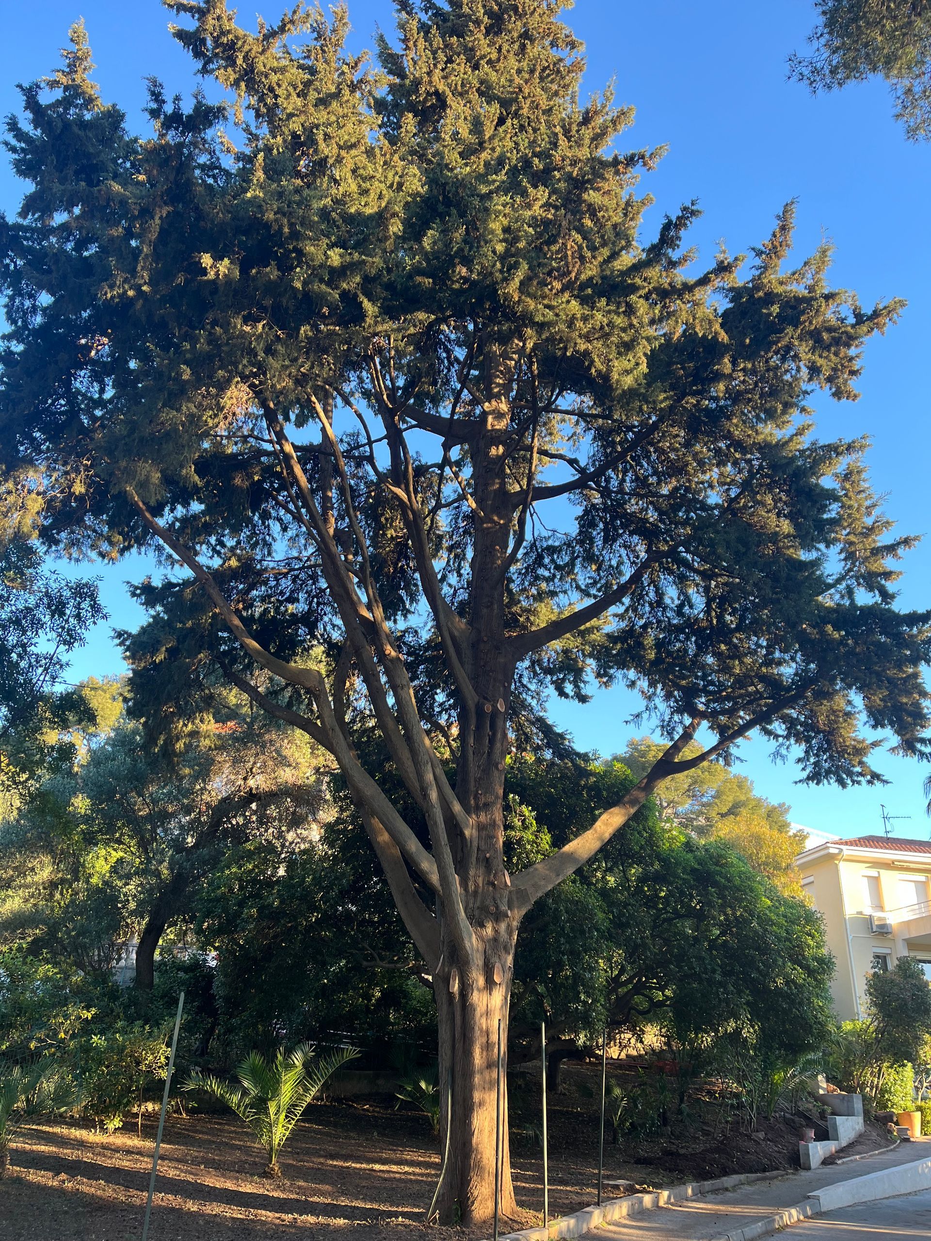 Grand résineux venant d'être taillé