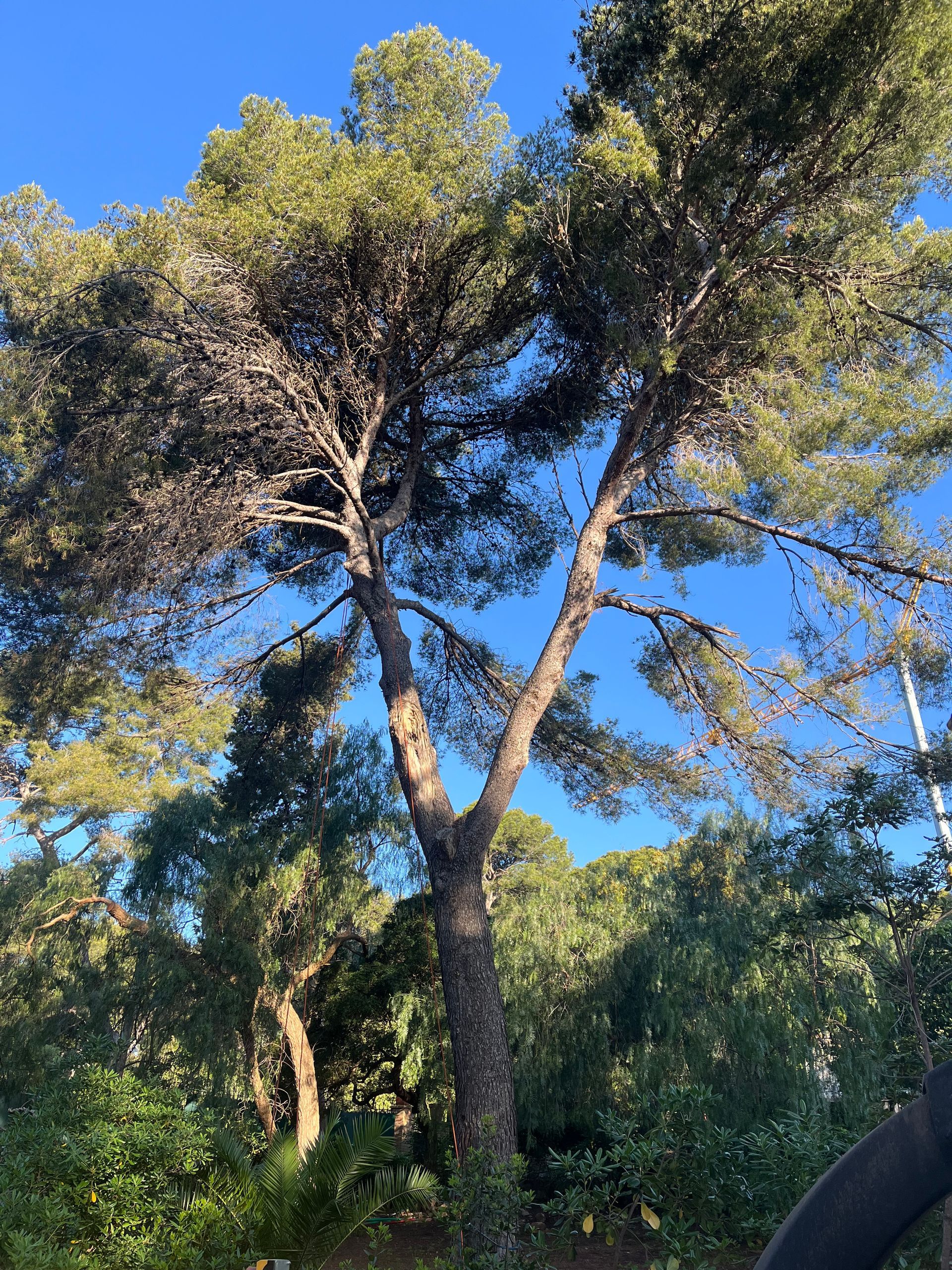 Élagage d'un pin de grande taille