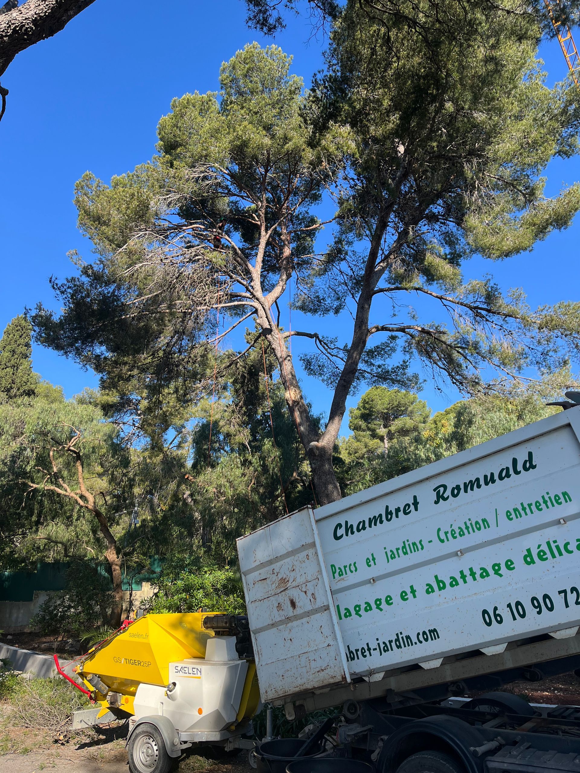 Élagage en cours d'un pin de grande taille