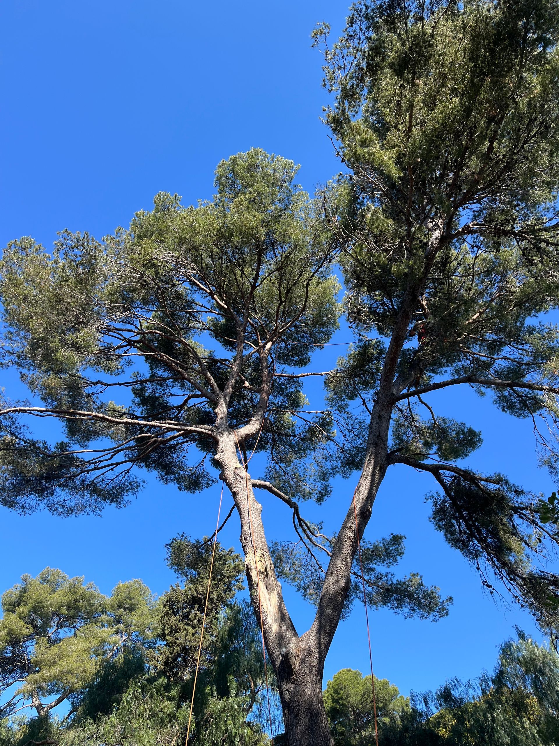 Élagage en cours d'un pin