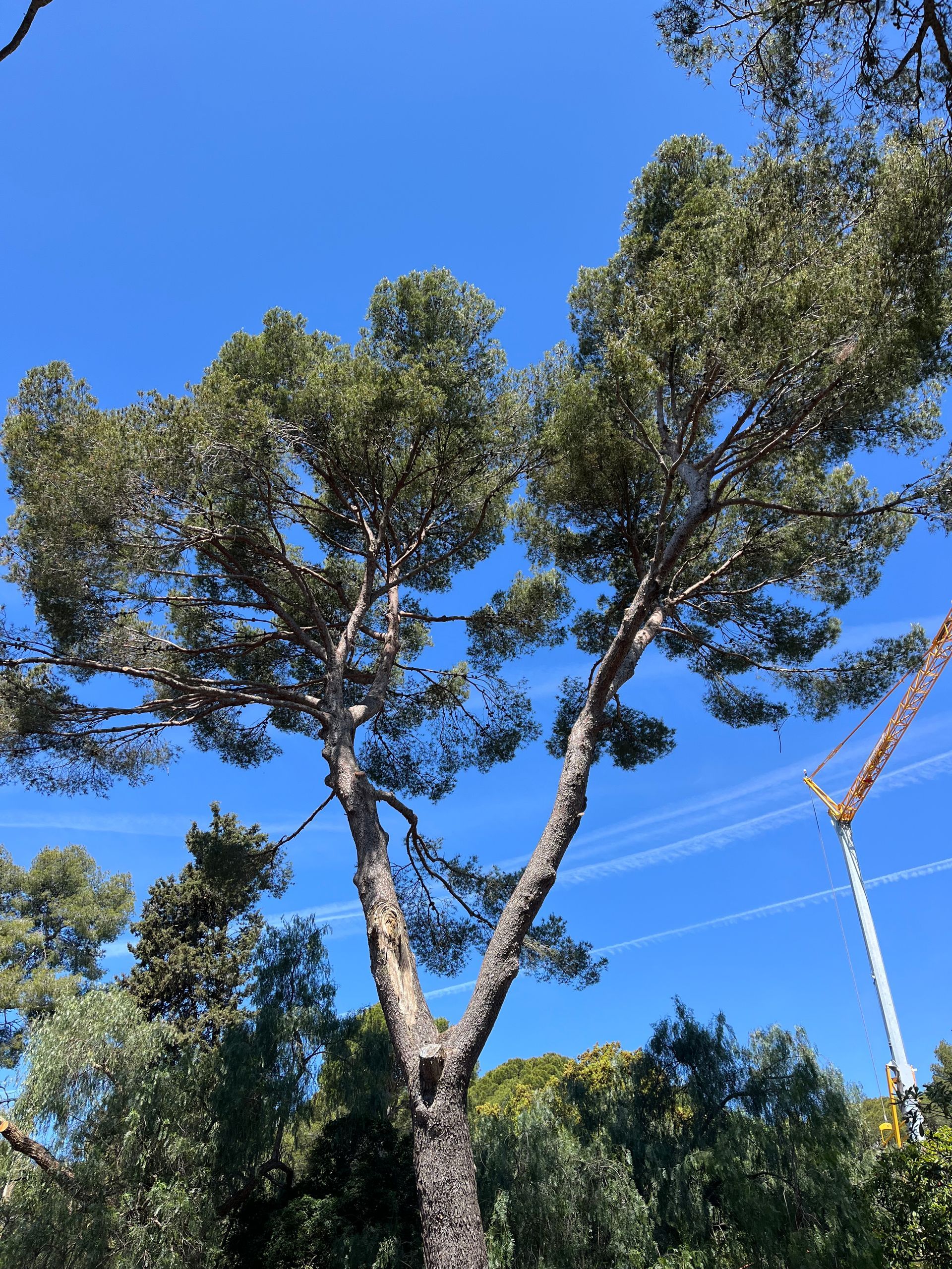 Élagage terminé d'un pin de grande taille