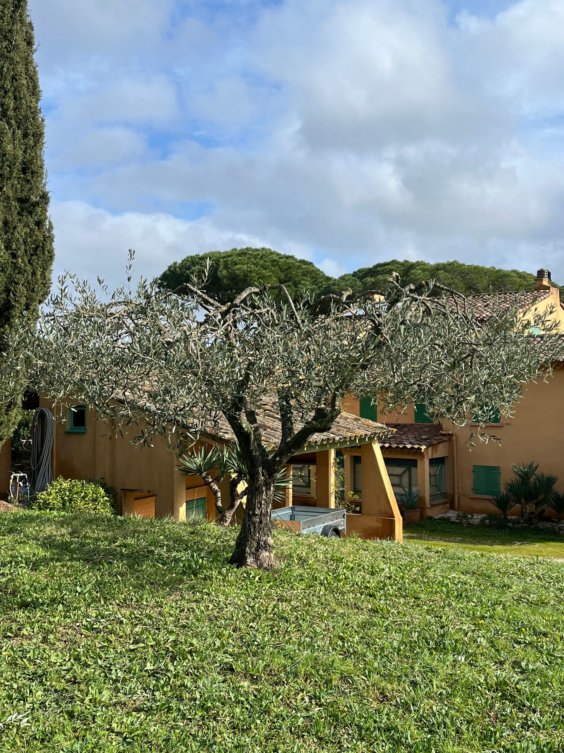 Olivier dans un jardin venant d'être taillé