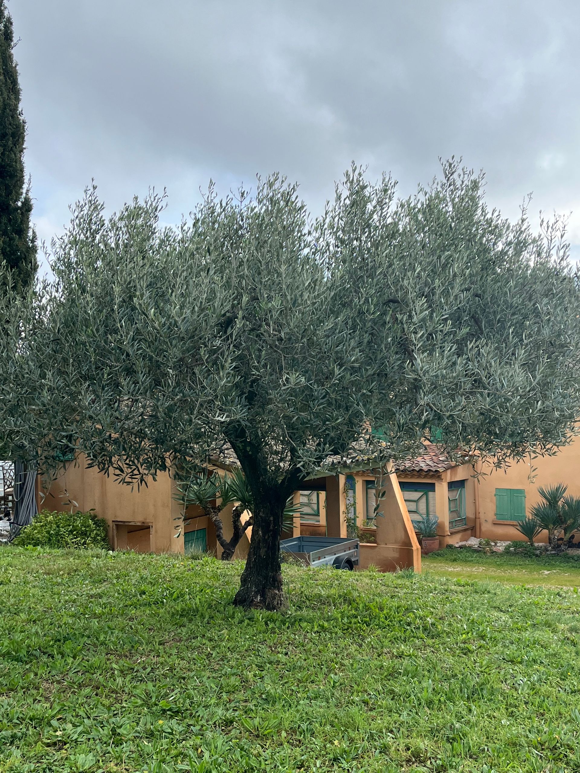 Olivier dans un jardin