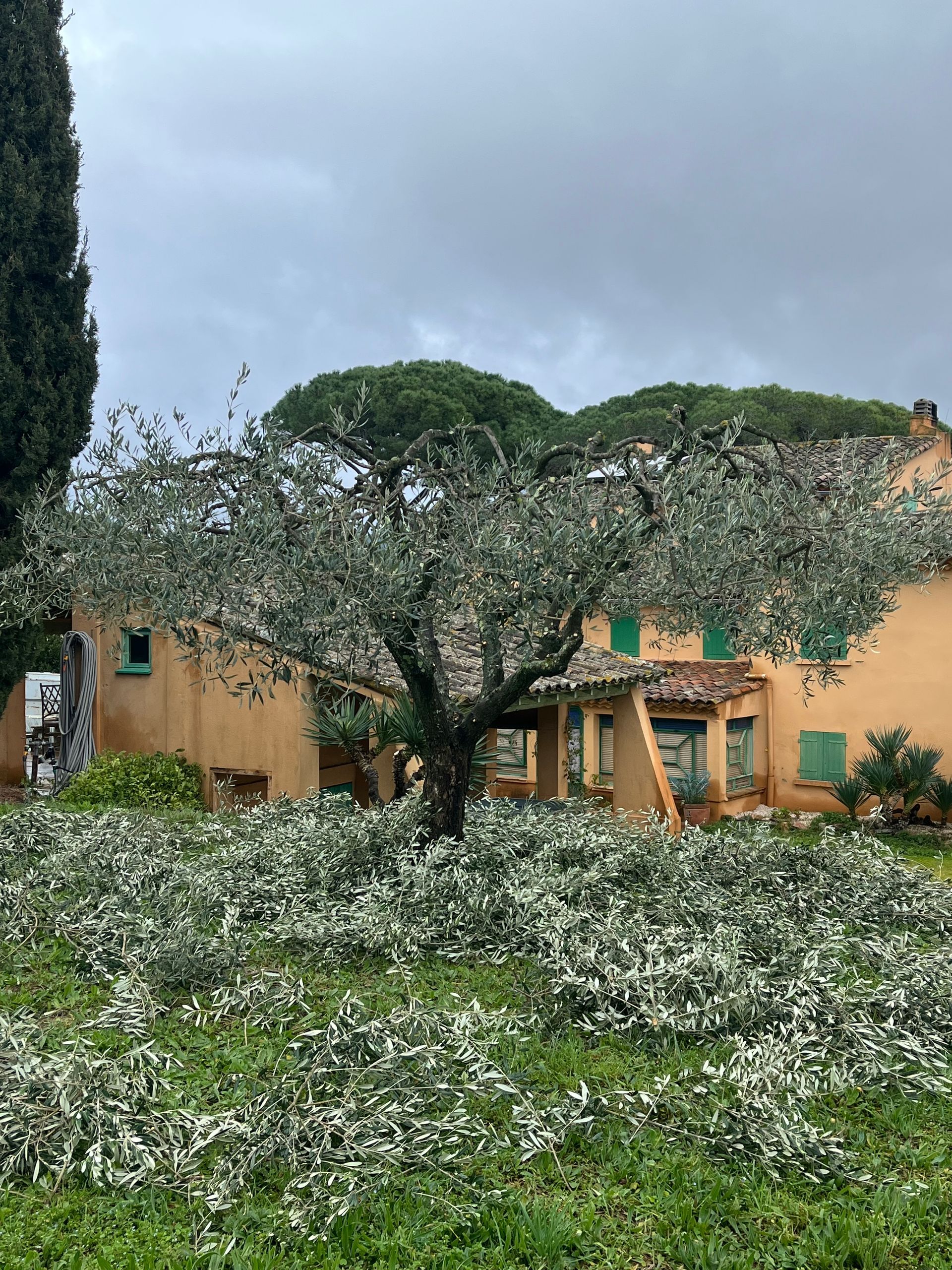 Taille d'un olivier en cours