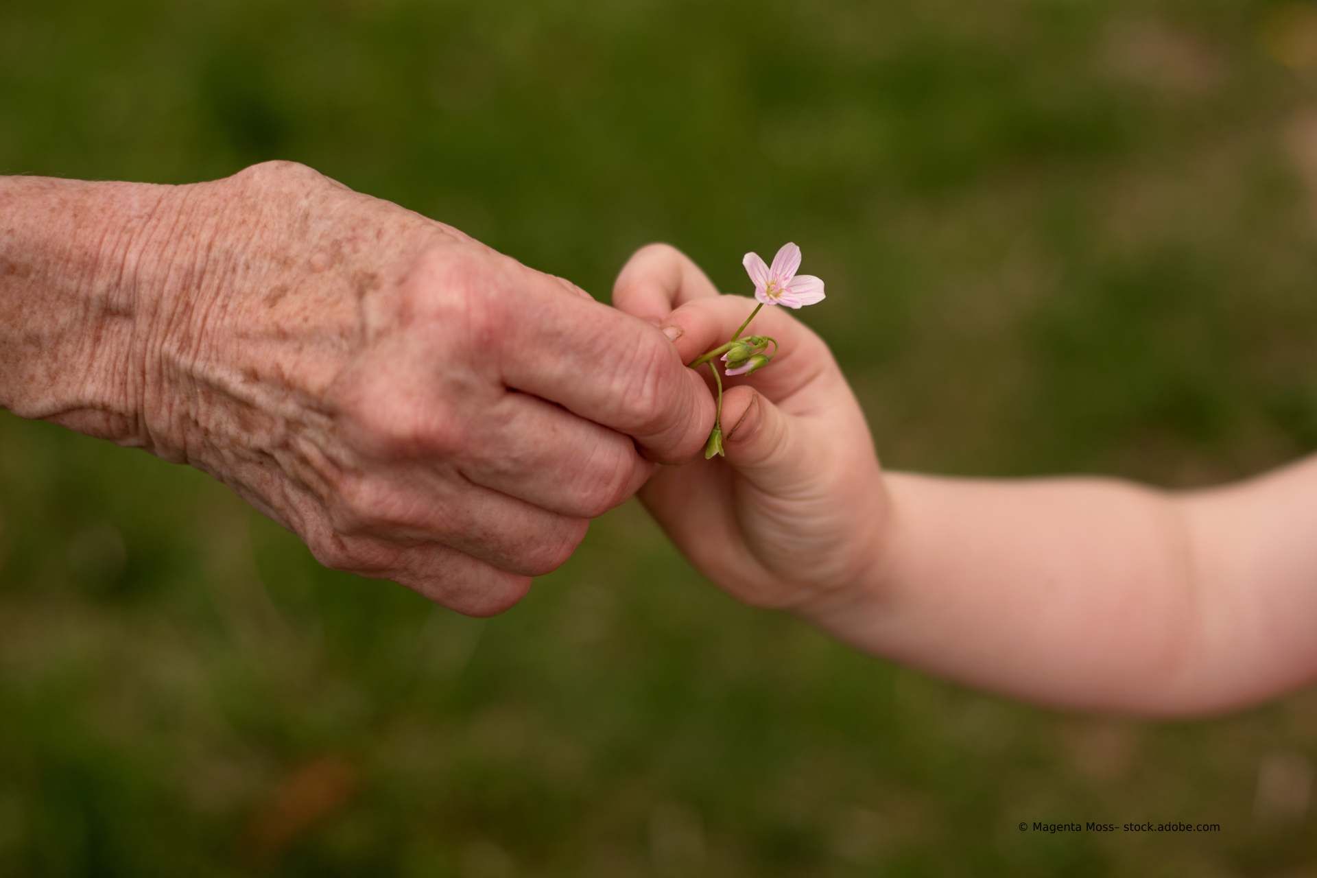 Hand einer älteren Person und Hand eines Kindes überreichen sich eine kleine Blume