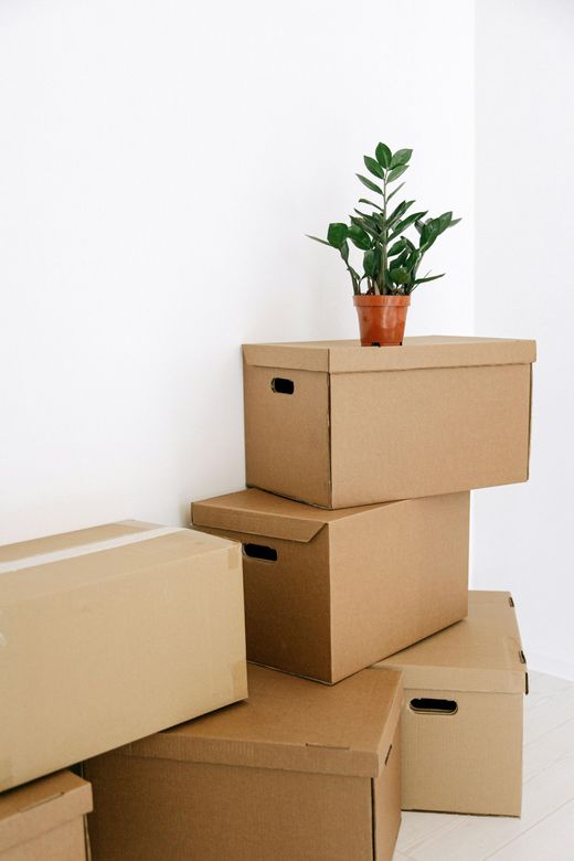 Cajas de cartón apiladas en una esquina, con una planta ZZ en maceta encima. Las paredes blancas crean un fondo limpio.