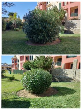Una fotografía de antes y después de un jardín con un edificio al fondo.