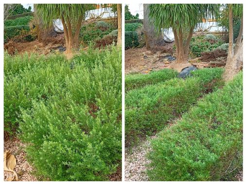 Un collage de dos fotografías de un jardín con árboles y arbustos.