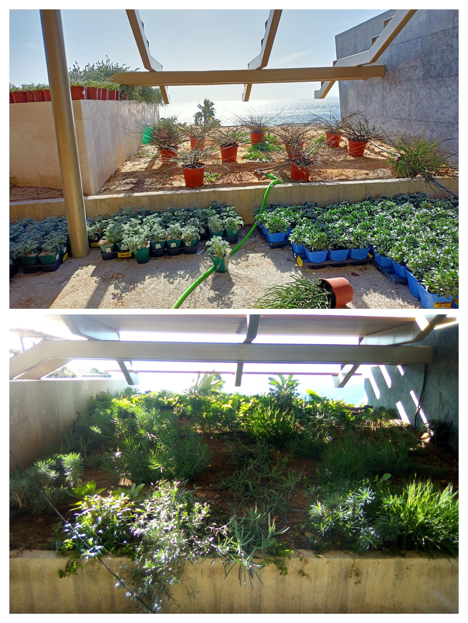 Un invernadero lleno de muchas plantas en macetas.