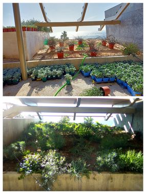Un invernadero lleno de muchas plantas en macetas.
