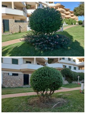 Una fotografía de antes y después de un arbusto en un jardín.