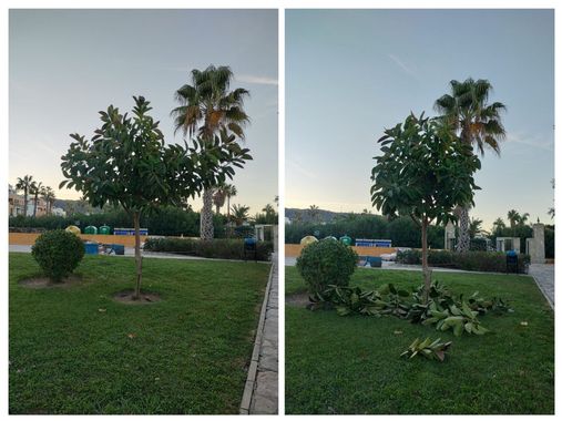 Dos fotografías de un parque con palmeras y arbustos.