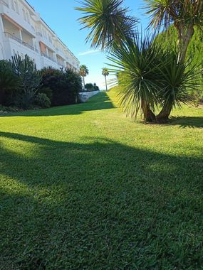 Un exuberante césped verde con palmeras frente a un edificio.