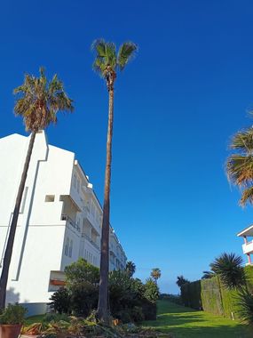 Un edificio blanco con palmeras delante.