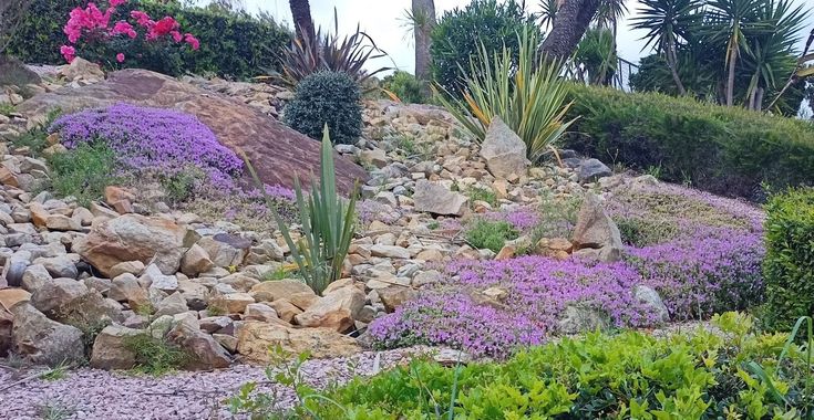 Un jardín de rocas lleno de flores violetas y plantas verdes.