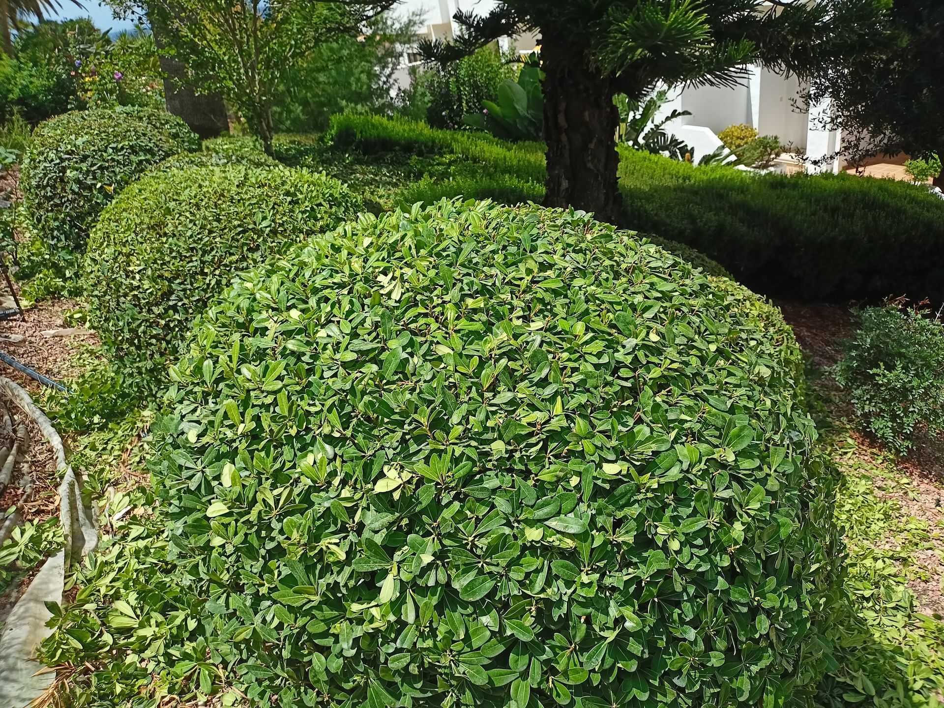 Una hilera de arbustos verdes en un jardín con árboles al fondo.