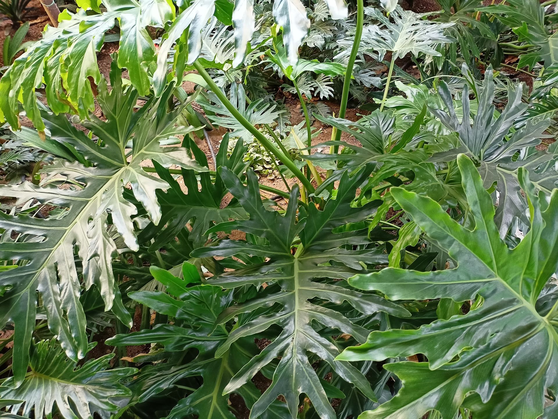 Un primer plano de una planta con muchas hojas verdes.