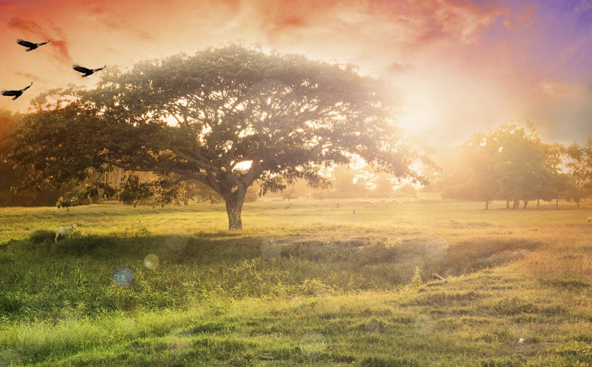 Baum bei Sonnenaufgang Wanderweg