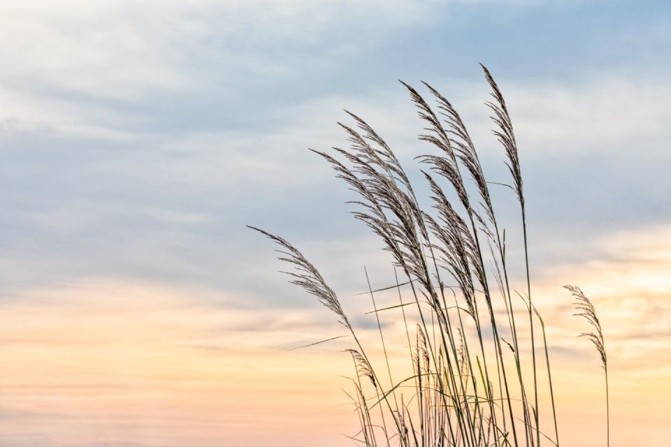 Pilvinen taivas ja kaisloja