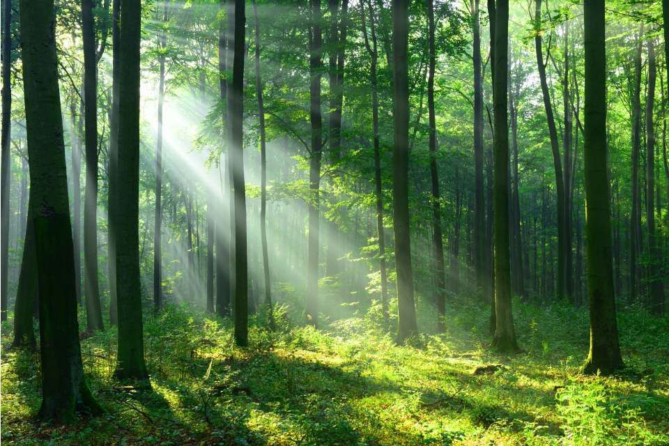 Aurinkoinen metsä
