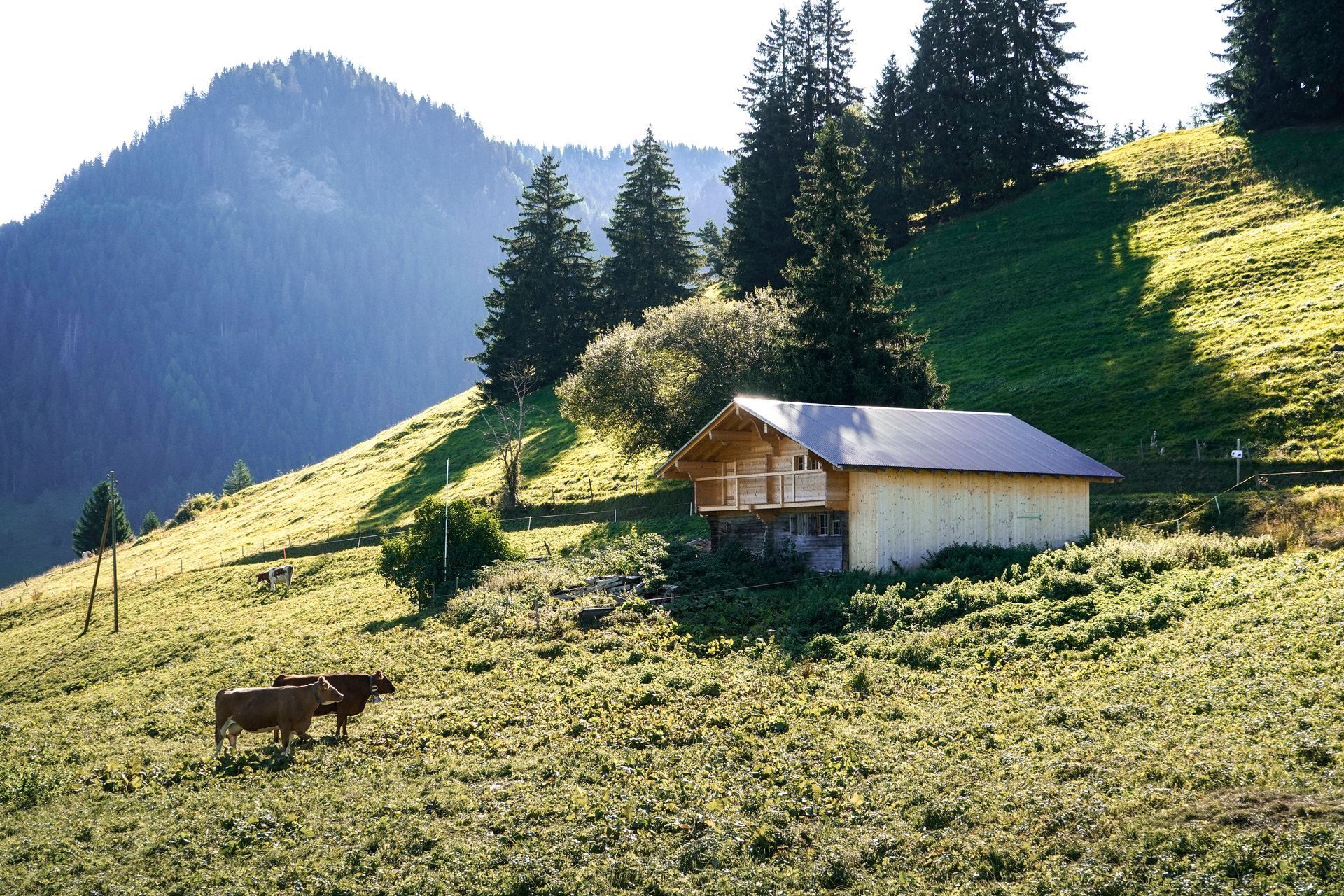 Deux vaches paissent dans un champ herbeux avec des montagnes en arrière-plan