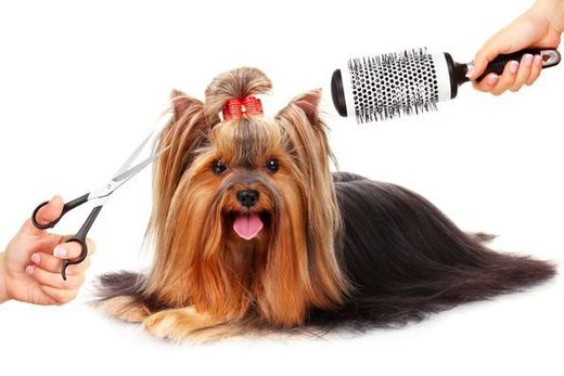 Terrier mit frisch gekämmter Frisur und Schleife im Haar