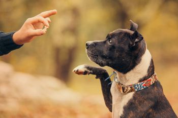 Un chien et son maître  main contre patte