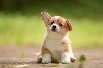 Un chien colley qui marche en automne