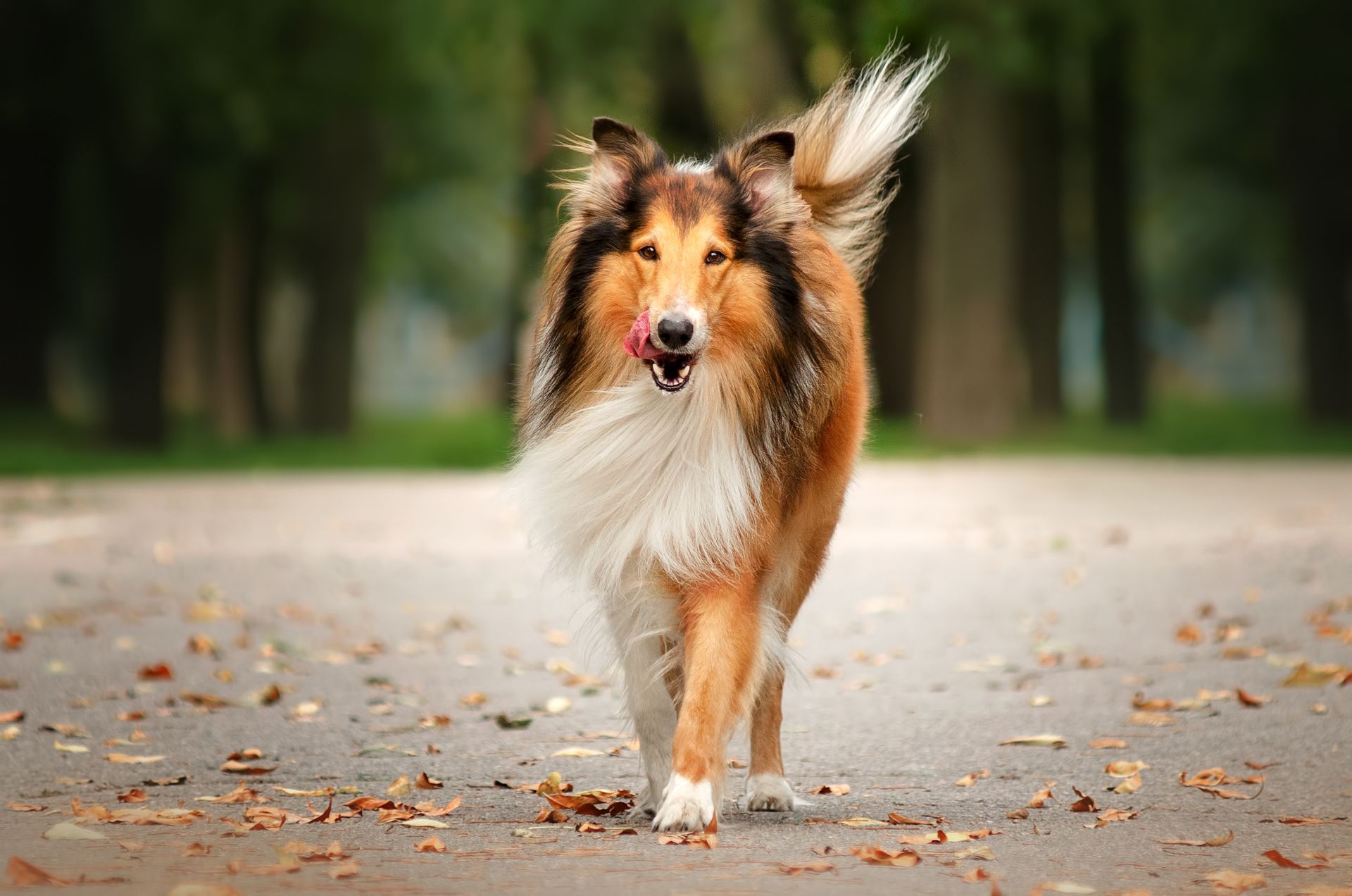Un chien colley qui marche en automne