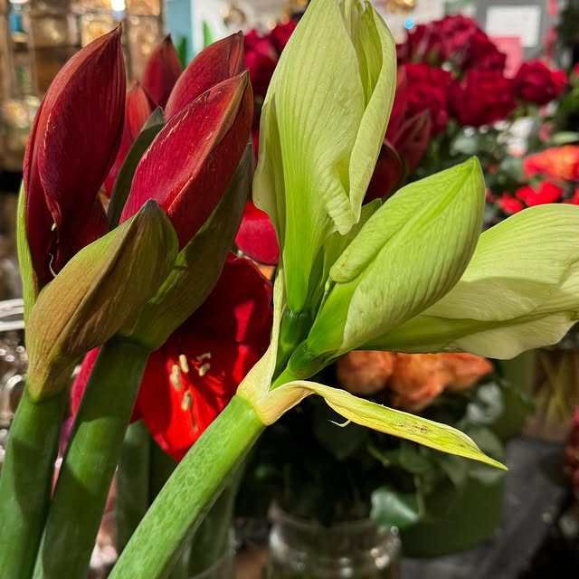 Fiorito Blumen & Mehr