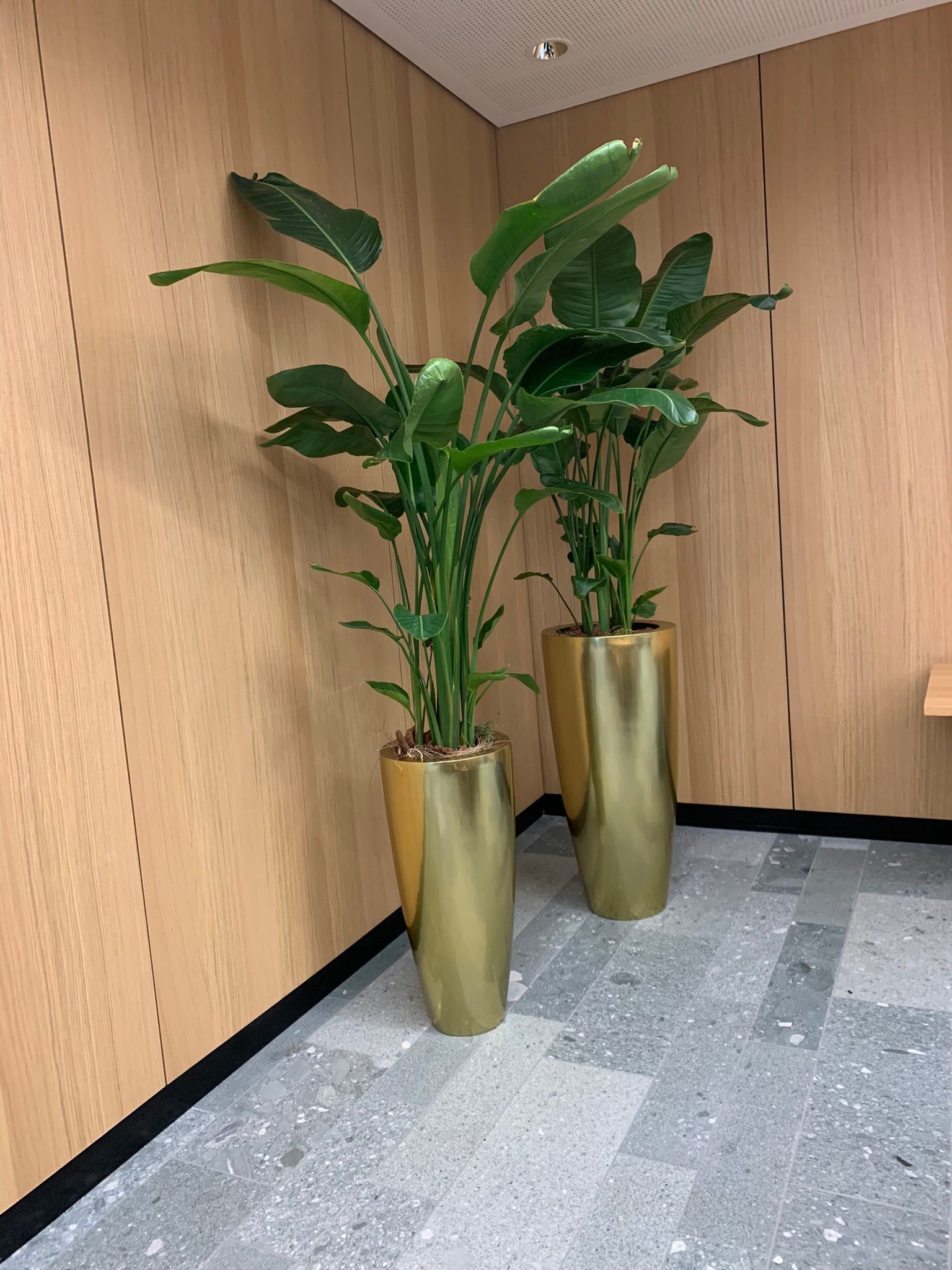 Zwei Topfpflanzen stehen nebeneinander in einem Raum.