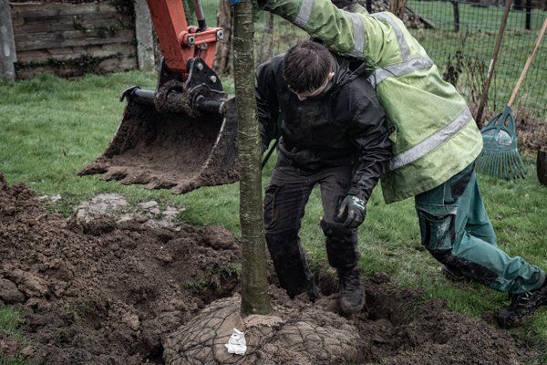 Plantation d'arbre