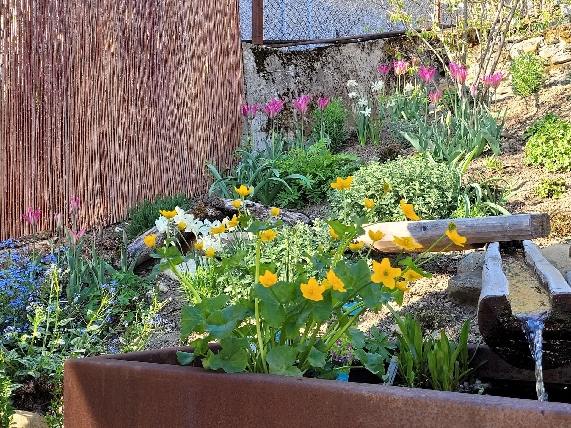 form & schnitt gartenpflege