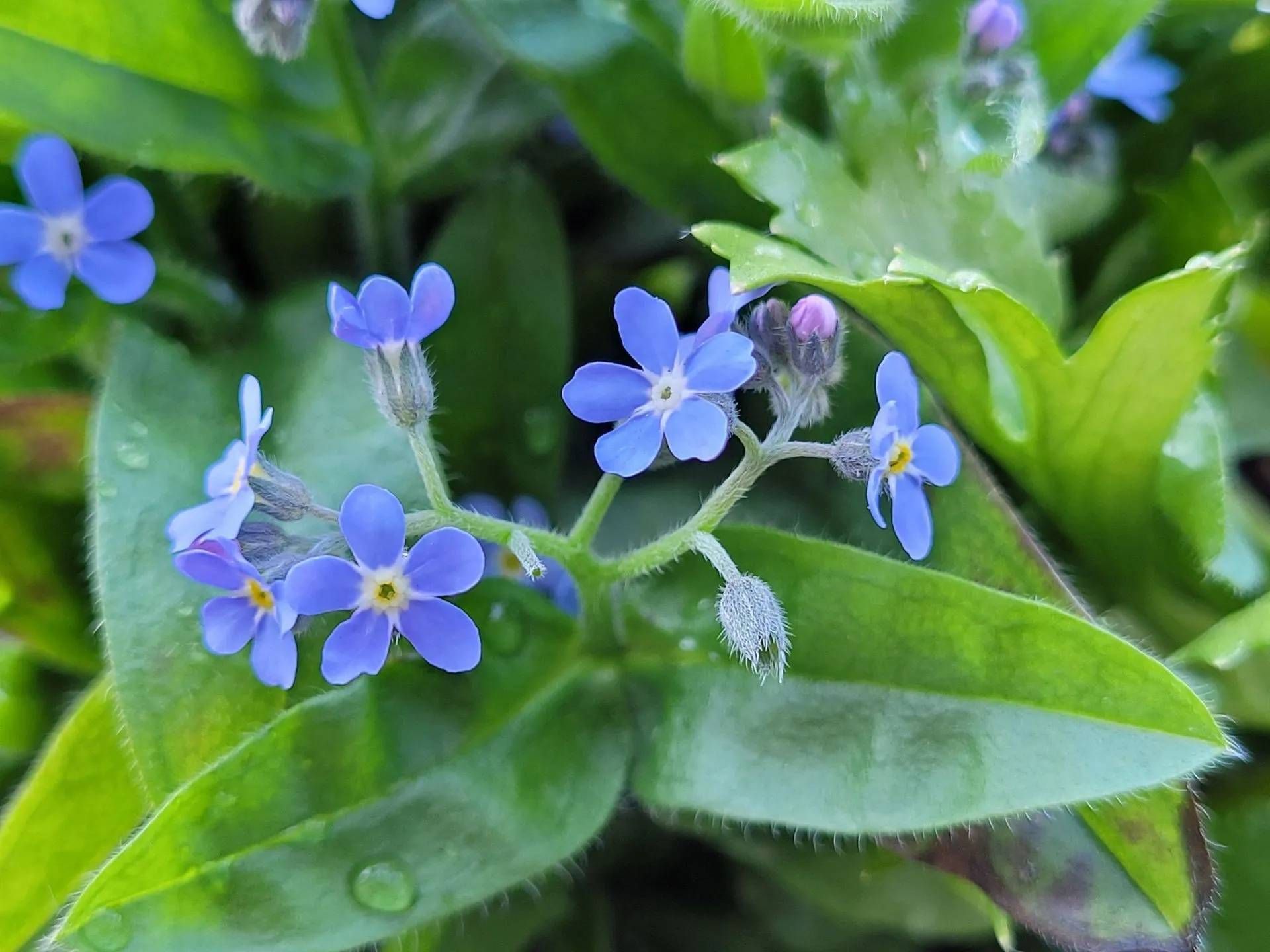 form & schnitt gartenpflege