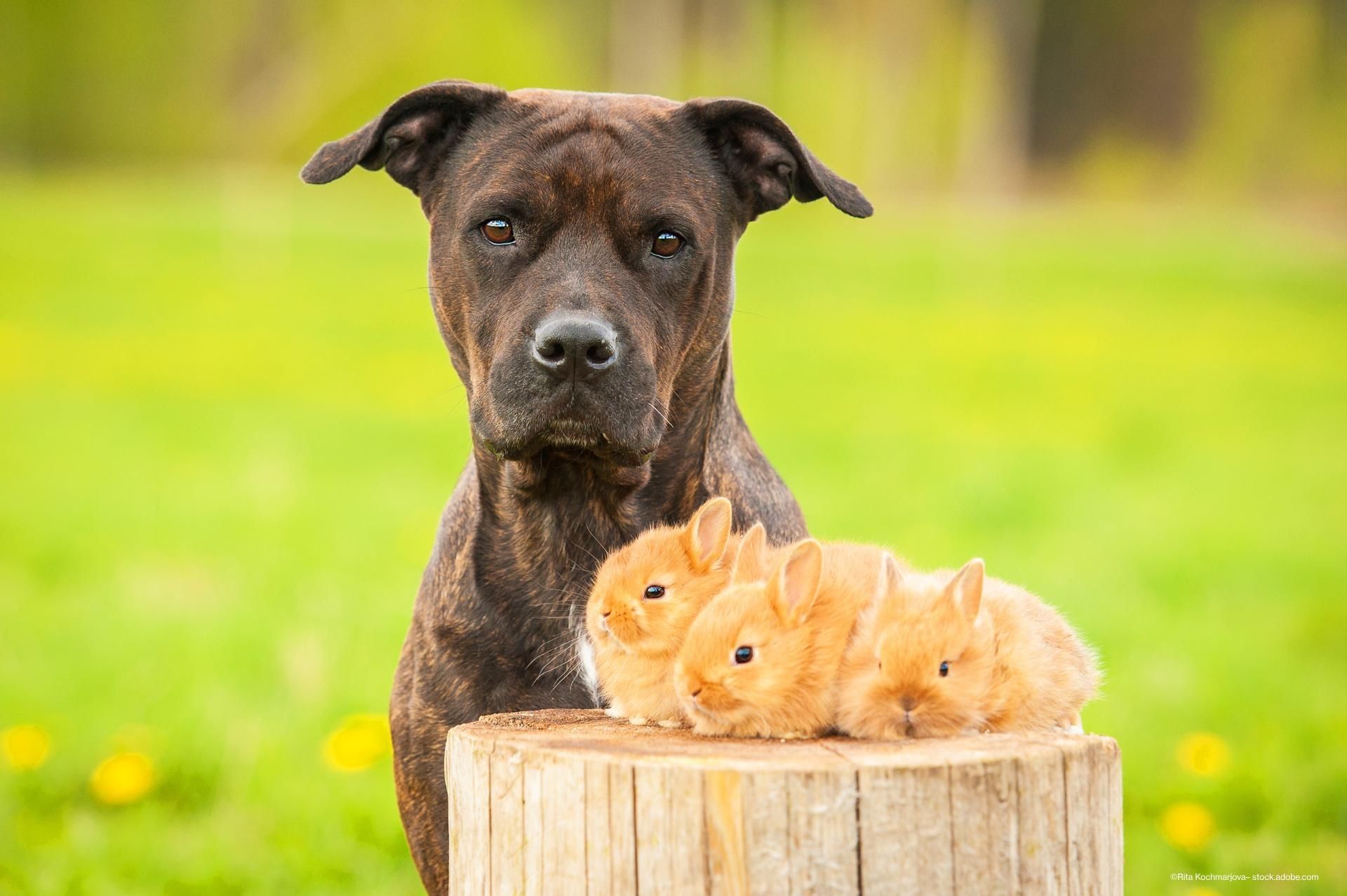 Bild eines Hundes mit kleinen Hasenbabys.