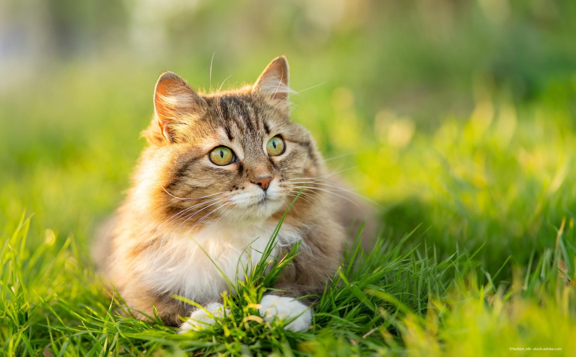 Katze liegt im Gras
