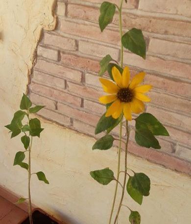 Un girasol está creciendo frente a una pared de ladrillos.