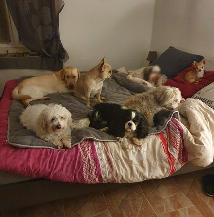 Un groupe de chiens est allongé sur un lit.