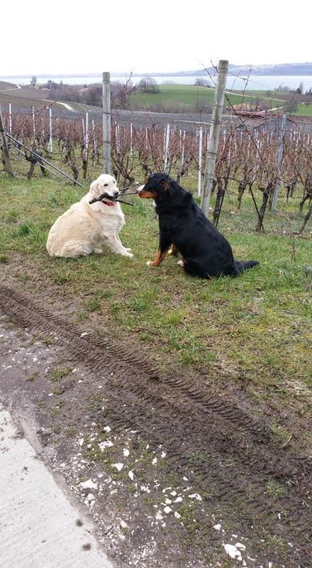 Deux chiens sont assis l'un à côté de l'autre dans un champ.