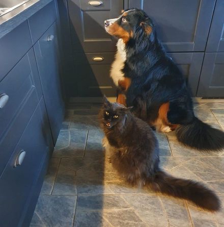 Un chien et un chat sont assis l'un à côté de l'autre dans une cuisine