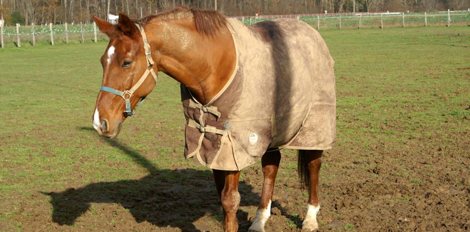 pension chevaux - pension poneys - haras