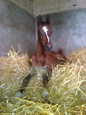 Haras - Poulains - Vente de Poneys et Chevaux de sport