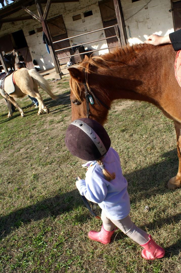 Baby-poney